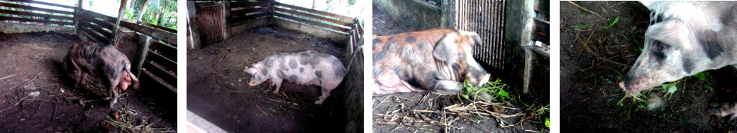 Images o ytropical backyard boar and
        sow