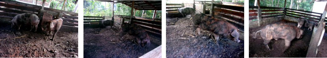 Images of tropical backyard Boar and Sow together