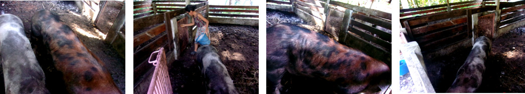 Images of tropical backyard Boar and Sow