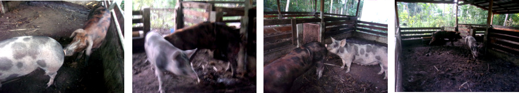 Images of tropical backyard Sow and Boar