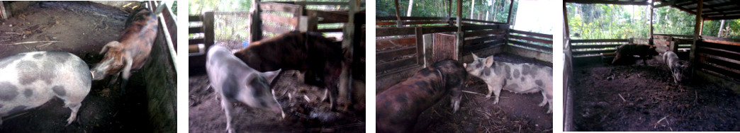 Images of tropical backyard Sow and Boar