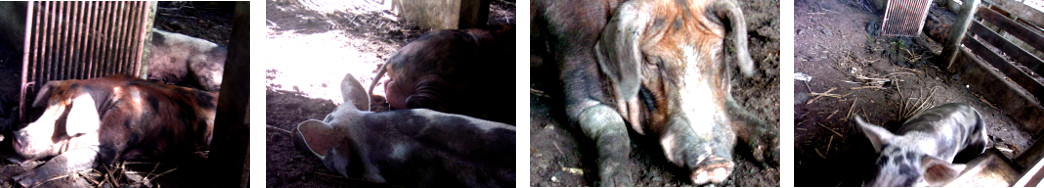 Images of tropical baclyard sow and boar