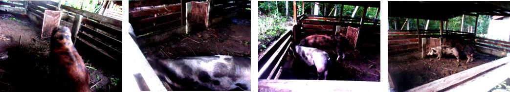 Images of tropical backyard boar and
        sow mating