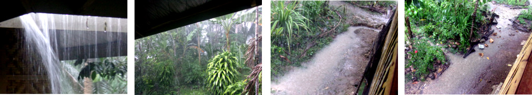 Images of heavy rain in tropical
        backyard