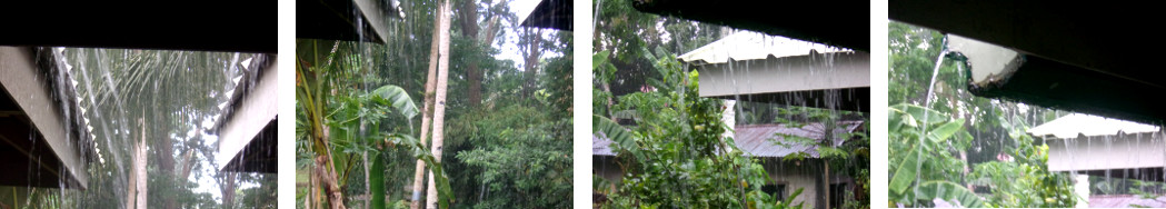 Imaages of rain in tropical backyard