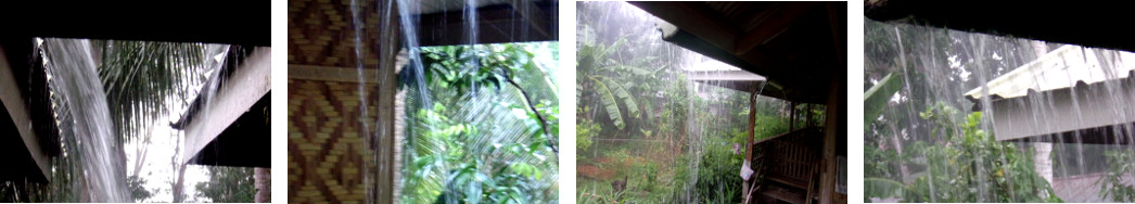 Imags of rain in tropical backyard