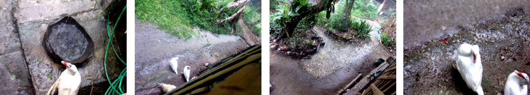 Images of rain in tropical backyard