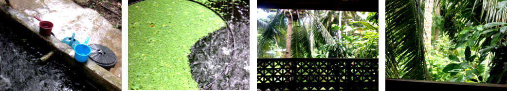 Images of rain and sun in tropical
        backyard