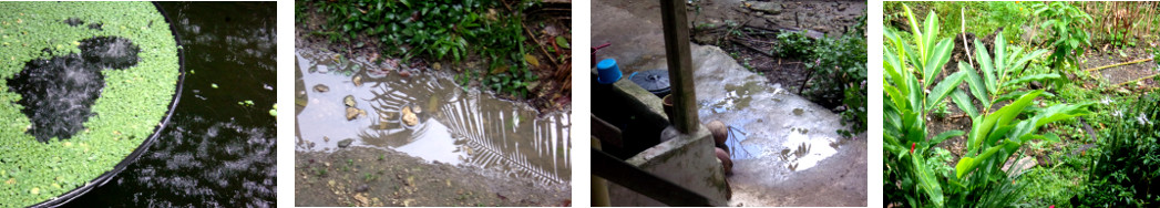 Images of rain and sun in tropical
        backyard garden