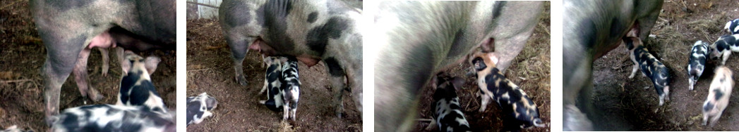 Images of tropical backyard piglets suckling while
        standing up