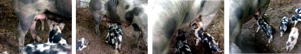 Images of tropical backyard piglets suckling while
            standing up