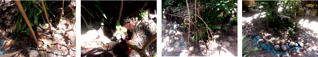 Images of beans starting to grow in
        recently planted tropical garden patch