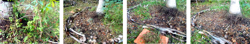 Images of tropical backyard coconut
        patch being cleared of weeds