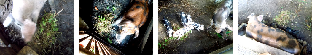 Images of weeds being fed to tropical backyard pigs