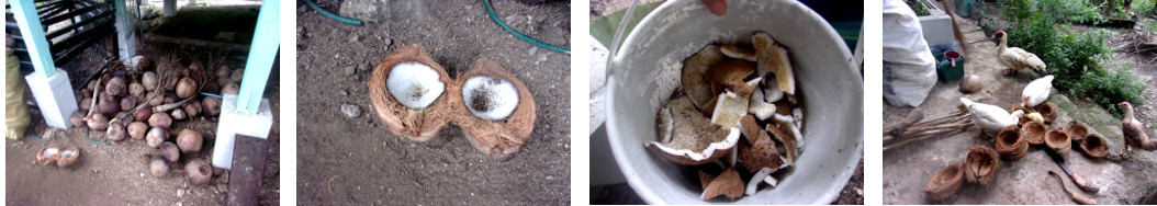 Images of coconuts opened up to feed various animals in
        tropical backyard