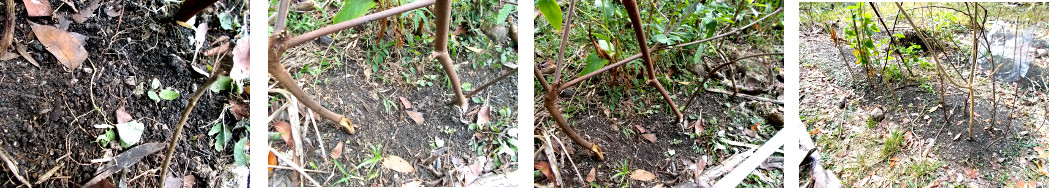 Images of Damage to tropical Backyard
        garden by piglets, ducks or chickens