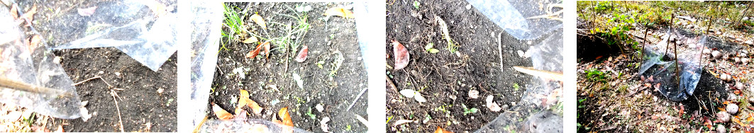 Images of damage done by rooting piglets in tropical
        backyard garden