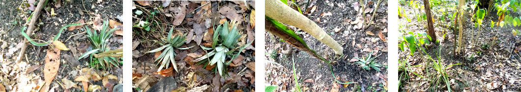 Images of damage to tropical backyard garden caused by
        piglets