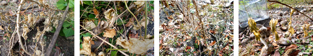 Images of damage done by drought in tropical barckyard
        garden