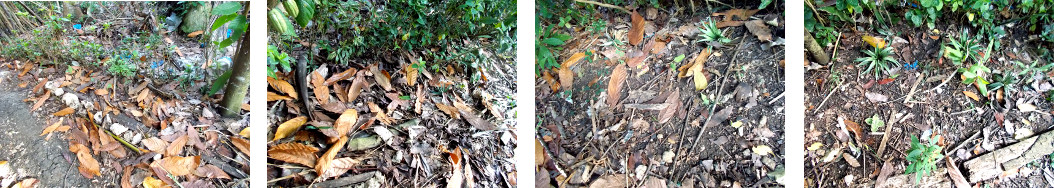 Images of damage to tropical backyard garden caused by
        animals and drought