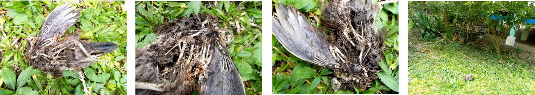 Images of dead chicken found in
        tropical backyard