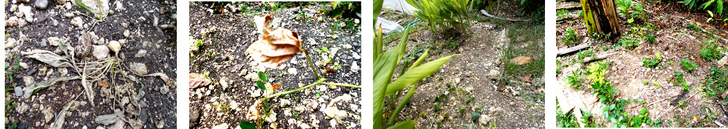 Images of tropical backyard garden
        drying out