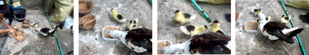 Imagws of tropical backyard duck with
        ducklings