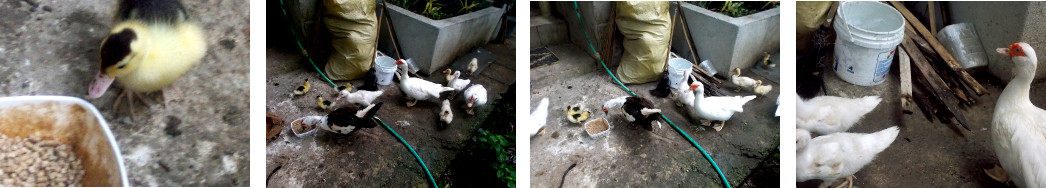 Images of tropical backyard ducks and
        ducklings