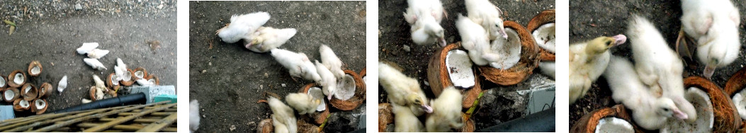 Images of tropical backyard ducklinge
        eating coconiuts