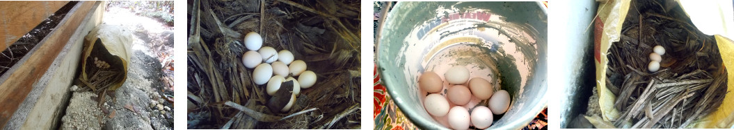 Images of eggs collected from a sack
        of leaves in a tropical backyard