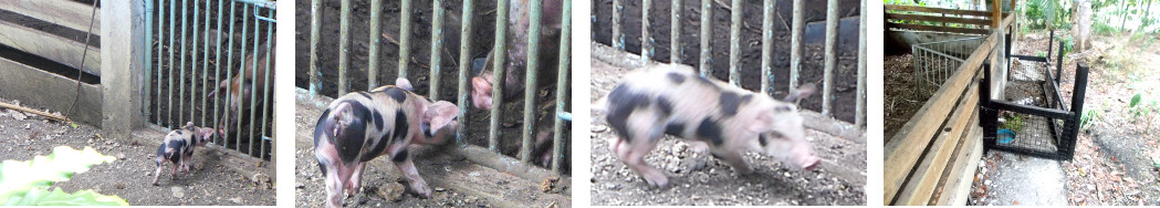 Images of piglet visiting another pig