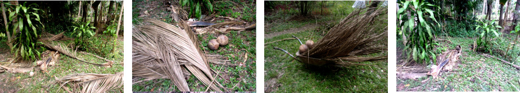 Images of fallen coconut branches
        cleared from tropical backyard