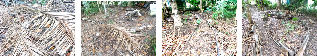 Images of fallen coconut branches
        (lukai) cleared up in area of tropical backyard