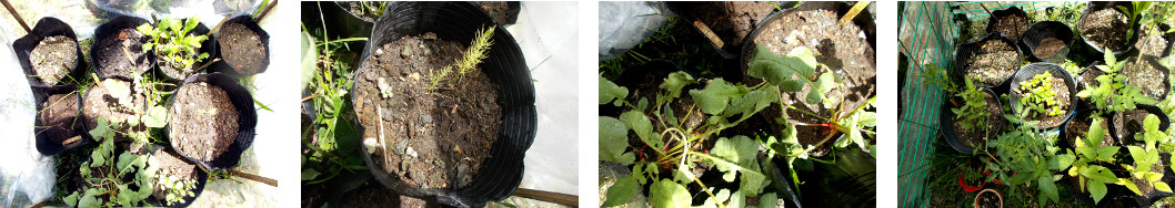 Images of plants growing in
        mini-greenhouse in tropical backyard garden