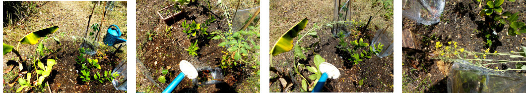 Images of potted mustard plant put in
        tropicak backyard garden patch so it can go to seed