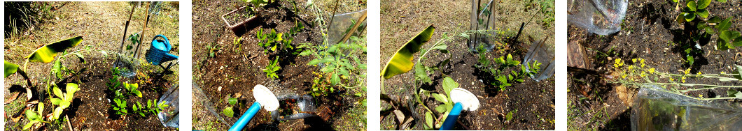 Images of potted mustard plant put in
        tropicak backyard garden patch so it can go to seed