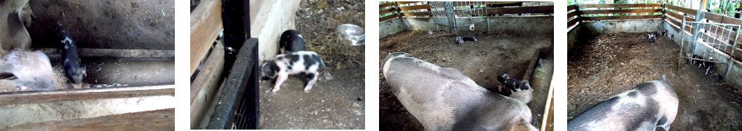 Images of two week old tropical
          backyard piglets