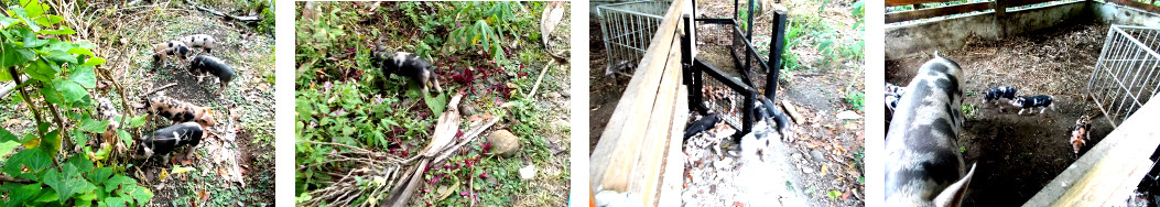 Images of piglets exploring
            tropical backyard garden and returning when their mother
            calls them