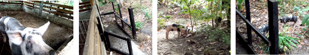 Images of tropical backyard piglets in
        garden