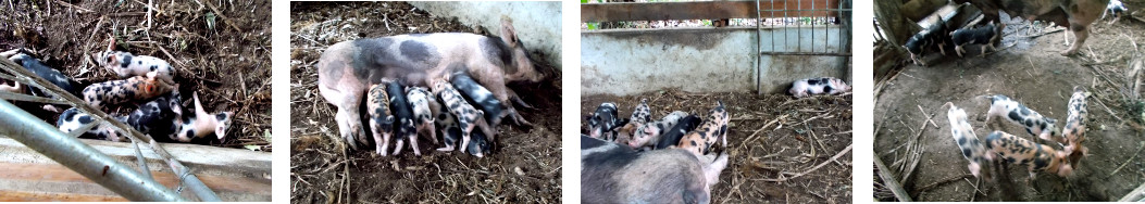 Images of three week old tropical
        backyard piglets