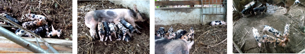 Images of three week old tropical
          backyard piglets