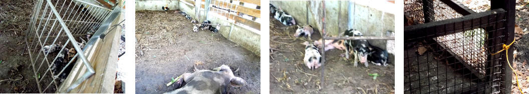 Images of tropical backyard piglets
          confined to their pen with their mother