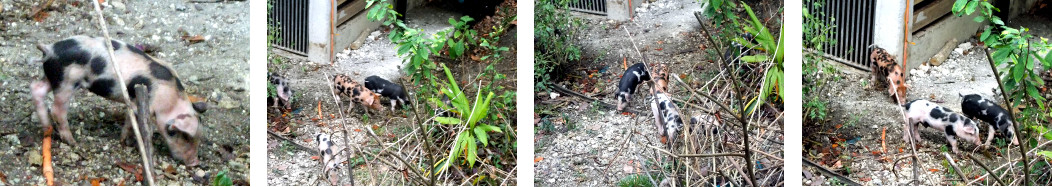 Images of nearly one month old
            tropical backyard piglets exploring the garden
