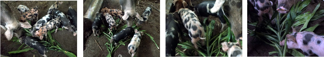Images of 5 week old tropical backyard
        piglets