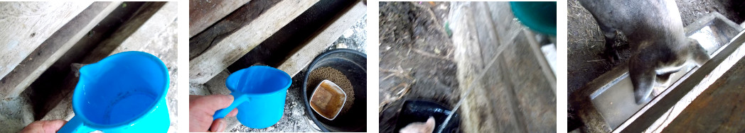 Imags of tropical backyard pigs being
        watered