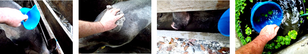 Images of trpoial backyard pigs being cooled down in hot
        weather