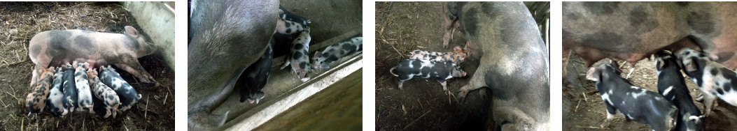 Various images of 5 week old tropical backyard piglets
        drinking