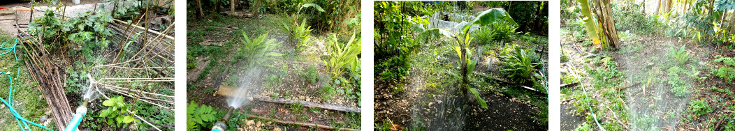 Images of tropical backyard garden
        being watered