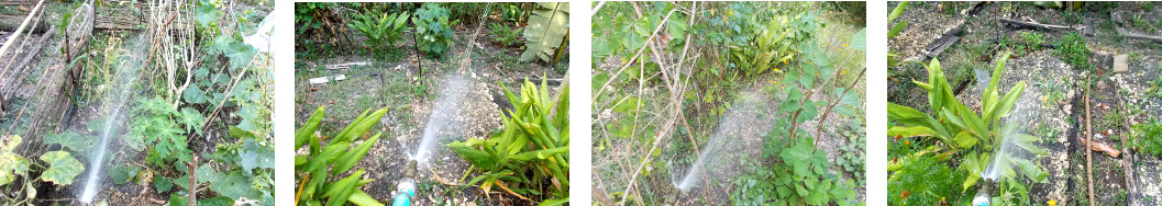 Images of tropical backyard garden being watered