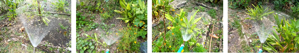 Imagws of tropical backyard garden
        being watered during dry period